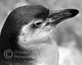 Fine Art Penguin Print,  Black and White, Penguin, 8x10 inch, Wall art