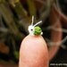 Extreme Micro Snail - Tiny Dollhouse Miniature Insects - Single Thread Crochet Green Snail - Made To Order