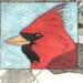 Pretty Boy--male cardinal hand pulled etching, image size 4 x 9"