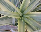 Variegated Aloe arborescens- Fantastic variegation.