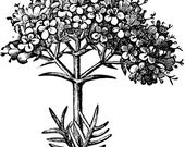 Valerian Root Tincture