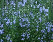 Tincture of Fresh Flowering Skullcap