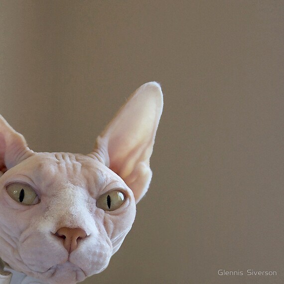 5" x 5" Print, National Geographic, Sphynx Hairless Cat, Opal, Pet Portrait, White, Khaki, Pink, Fine Art Photography by Glennis Siverson