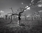 Black and White Photograph - Dead Orchard - fine art burned trees forest fire nature wilderness 10x15