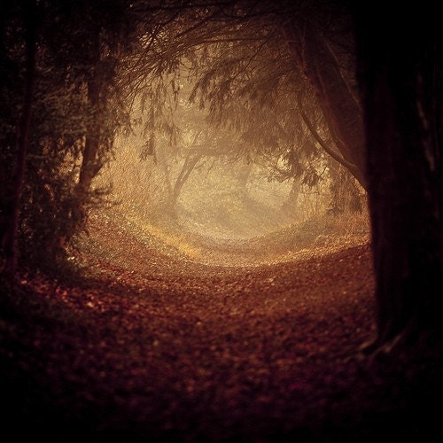 Large photography - Woodland photography - 24x24 metallic print - spooky magical autumn woodland forest - fine art metallic print