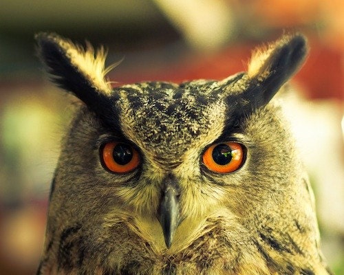 Photography - Owl photography - horned owl photo - Excuse me Mr Hoots - Great Horned owl close-up - bright orange eyes - 8x10