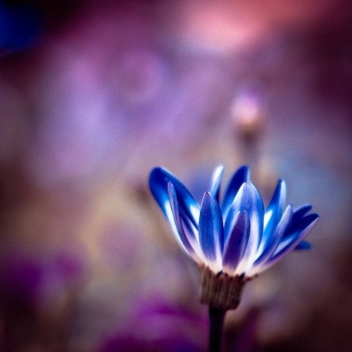 Purple photography: Not a blue flower - navy blue and violent purple flower - metallic print - fine art nature print - 12x12 - clickety