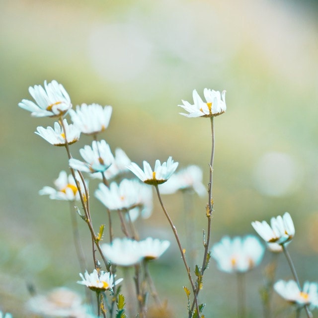 Photography - daisy photography - flower photo - Habit, if not resisted - white daisies teal sky - fine art - 12x12