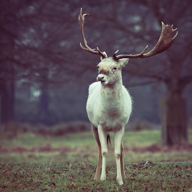 Deer photography - snow white reindeer art - christmas photo - albino deer needs love - 8x8 - under 50 - in stock - sparksoffire