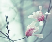 Fine art photography - dreamy magnolia flowers sway and dance together - flower photography - 12x12