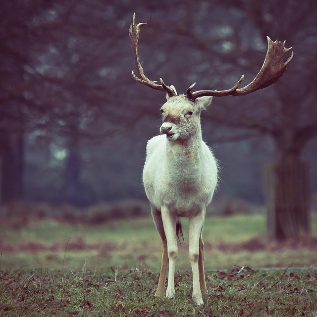 Deer photography - snow white reindeer art - christmas photo - albino deer needs love - 8x8 - under 50 - in stock