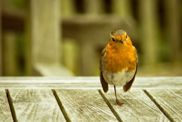 Photography - Christmas robin photo - curious orange English robin photograph - robin redbreast or red-breast - 12x8