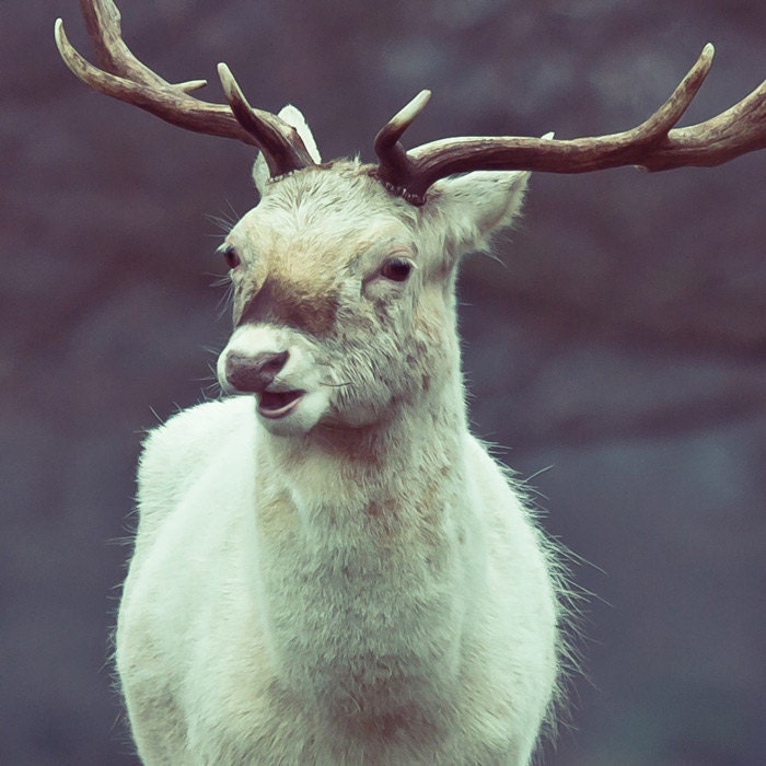 Deer photography - snow white reindeer art - christmas photo - albino deer needs love - 8x8 - under 50 - in stock