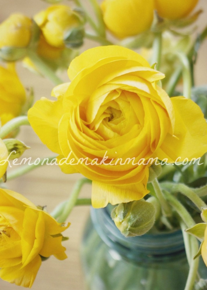 Ranuculus