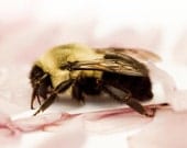 Bumble Bee Slumber Honey Spring Fuzzy Bumblebee Soft Fluffy Fine Art Photograph 8x10