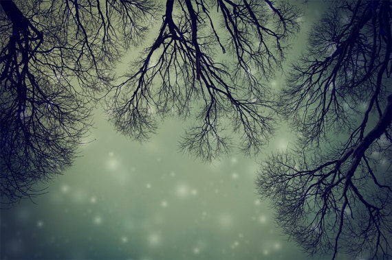 25% Off  Tree branches woodland photography - dramatic starry sky in the night - Alien Invader Trees - 8x12 print - MyMonography