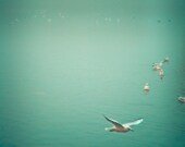 Bird Photography -Soul Bird - Fine Art Photograph of Birds Against a Turquoise Blue Sea - 8x8