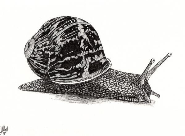 Another Snail - Daily Drawing No. 8 - ouroboros81