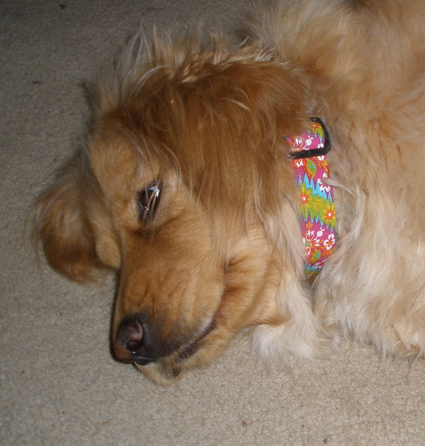 Hawaiian Dog Collar - 1" Wide - Medium & Large Sizes