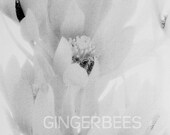 Giclee print of photographic art 13"x9"