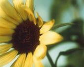 Sun Flower 1