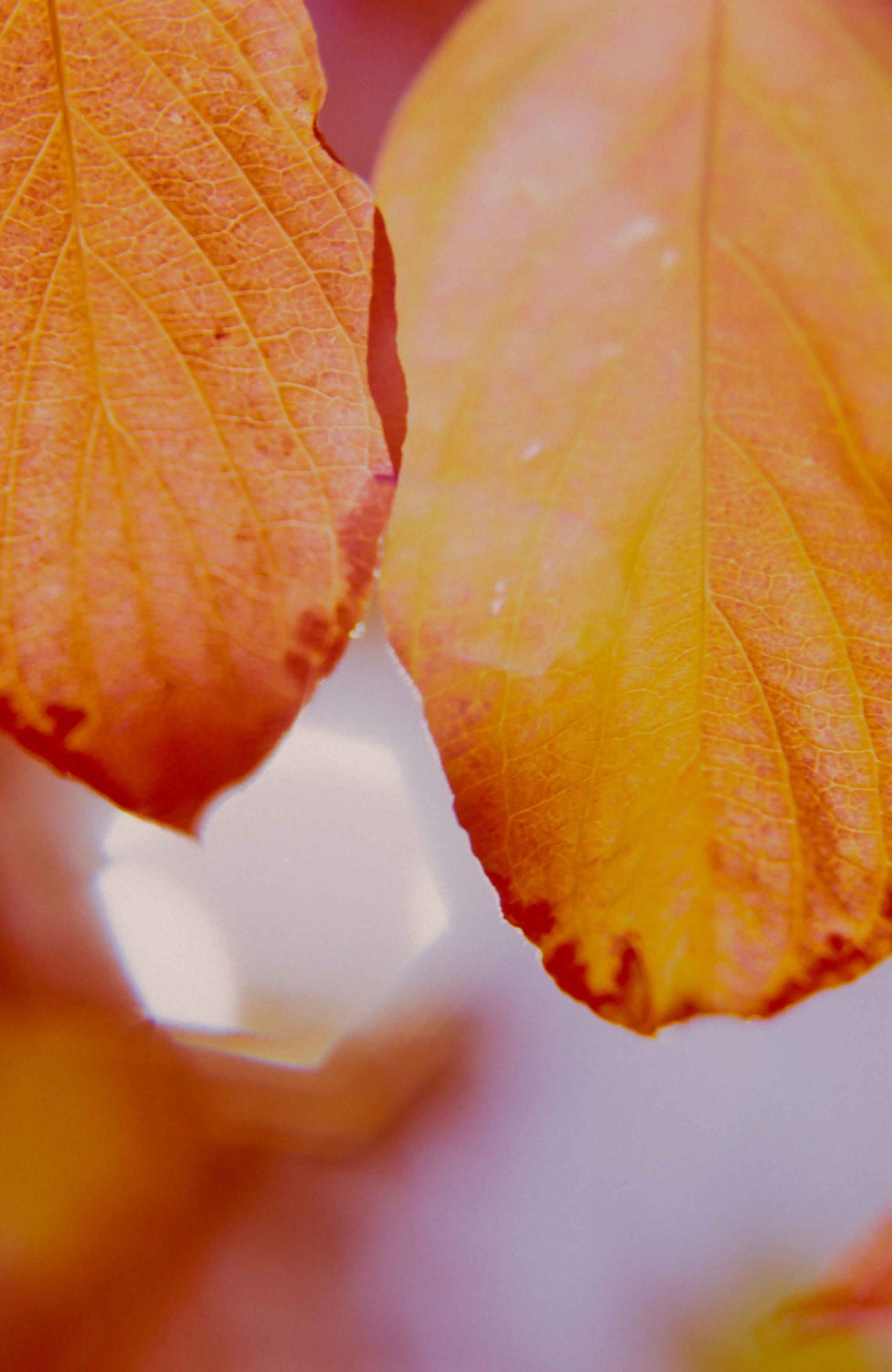 Fall Leaves 1