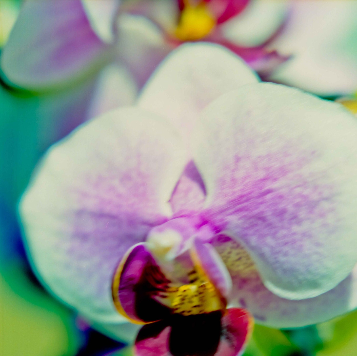 Orchid Flowers 3