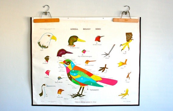 vintage school chart: double sided bird studies and cell division