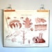 vintage school chart: double sided carbon nitrogen cycle and symbiosis