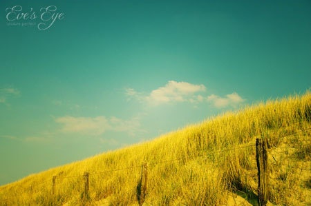 Golden Field In Turquoise Skyline Landscape Fine Art Photograph 8x10