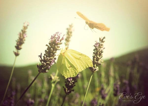 Butterfly Landing On Lavender flowers In The Chianti Italy - 8x10 Fine Art Photograph