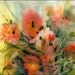 POPPY FLOWERS Field Garden 15x11 Giclee Watercolor Print