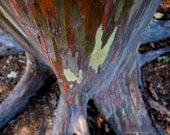 Tree Trunk Warm Nature Colors Photographic Print - Grounded 5x7
