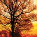 Warm Sunset Tree Photography Print 8x8