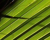 Palmetto 8x10 Photograph