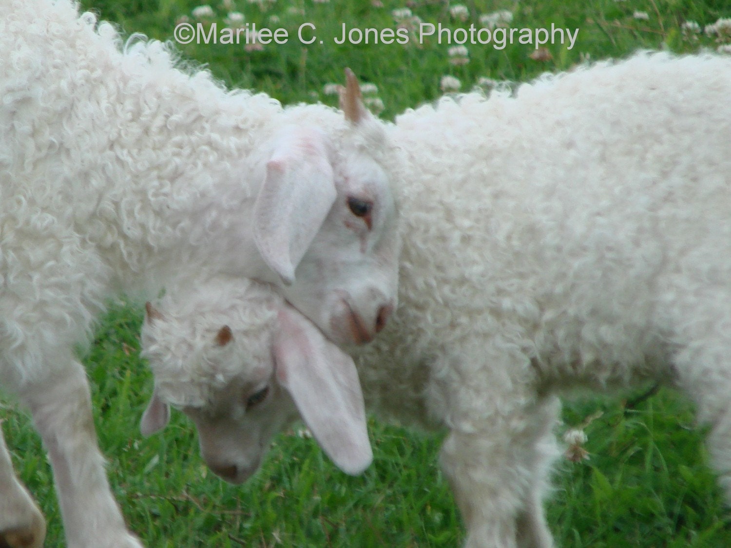 Angora Goat Baby