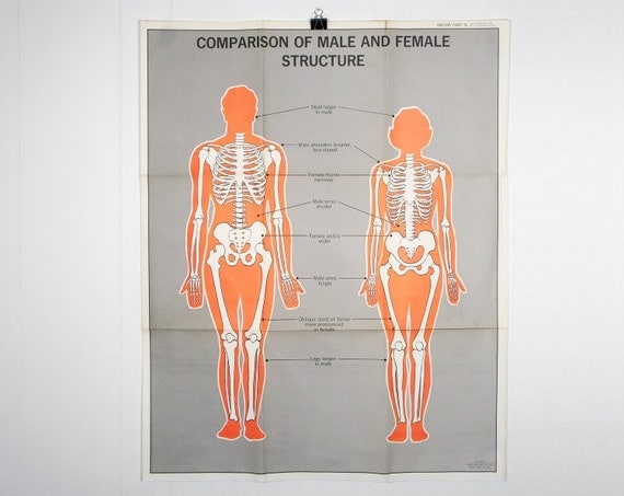 Vintage Anatomical Chart - Comparison of Male and Female Structure