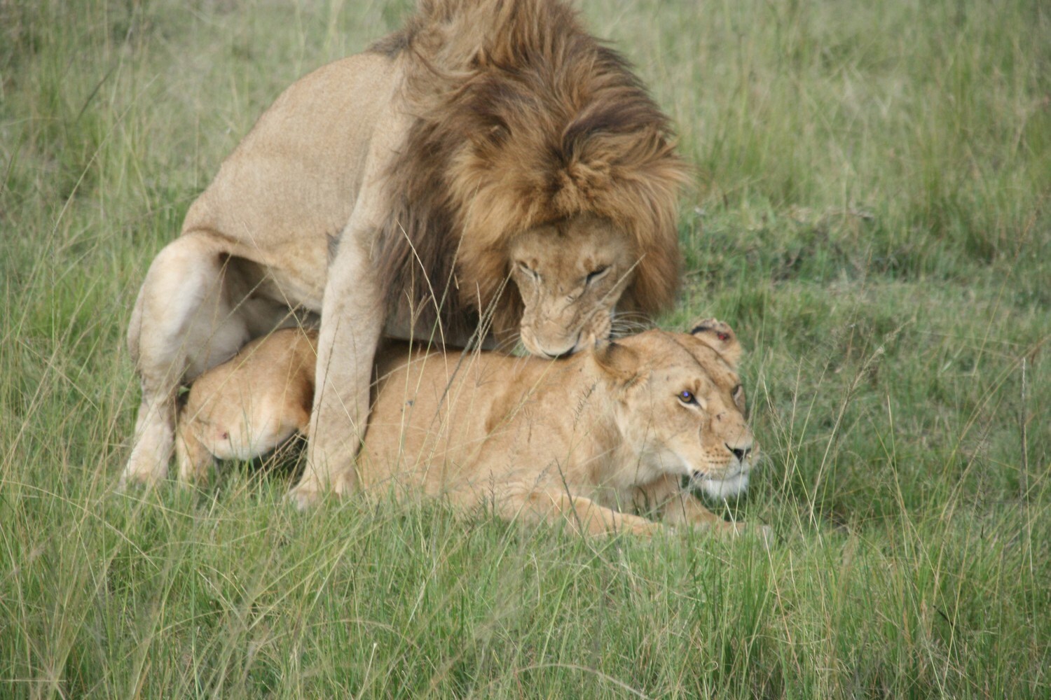 Lions Mating