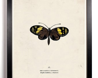 The Butterfly Taxonomy Ludovica Butterfly Antique Illustration  8 x 10 Giclee Art Print Upcled Collage Recycled Book Art Buy 2 Get 1 FREE