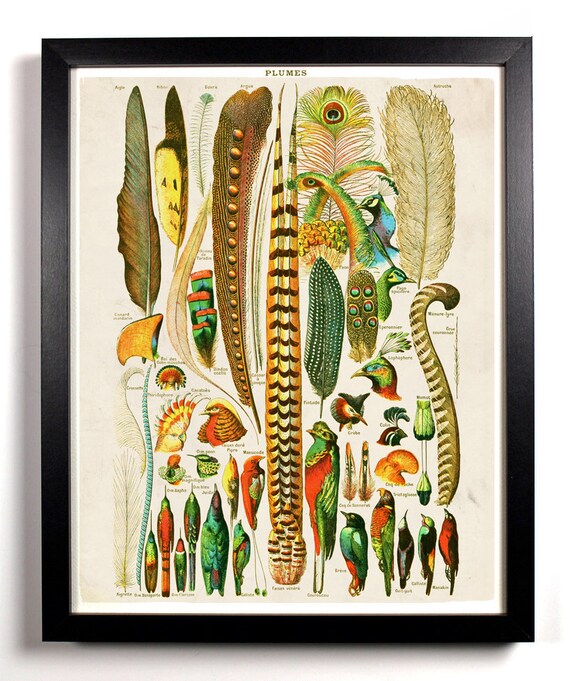 The Various Bird Feathers Chart Antique Illustration  8 x 10 Giclee Art Print Upcled Collage Recycled Book Art Buy 2 Get 1 FREE