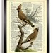 Repurposed Book Upcycled Dictionary Art Vintage Book Print Recycled Vintage Dictionary Page Cardinal Birds Buy 2 Get 1 FREE