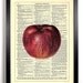 Big Red Juicy Apple Repurposed Book Upcycled Dictionary Art Vintage Book Print Recycled Vintage Dictionary Page  Buy 2 Get 1 FREE