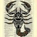 Scorpio Astrology Zodiac Scorpion Repurposed Upcycled Dictionary Art Vintage Book Print Recycled Vintage Dictionary Page Buy 2 Get 1 FREE