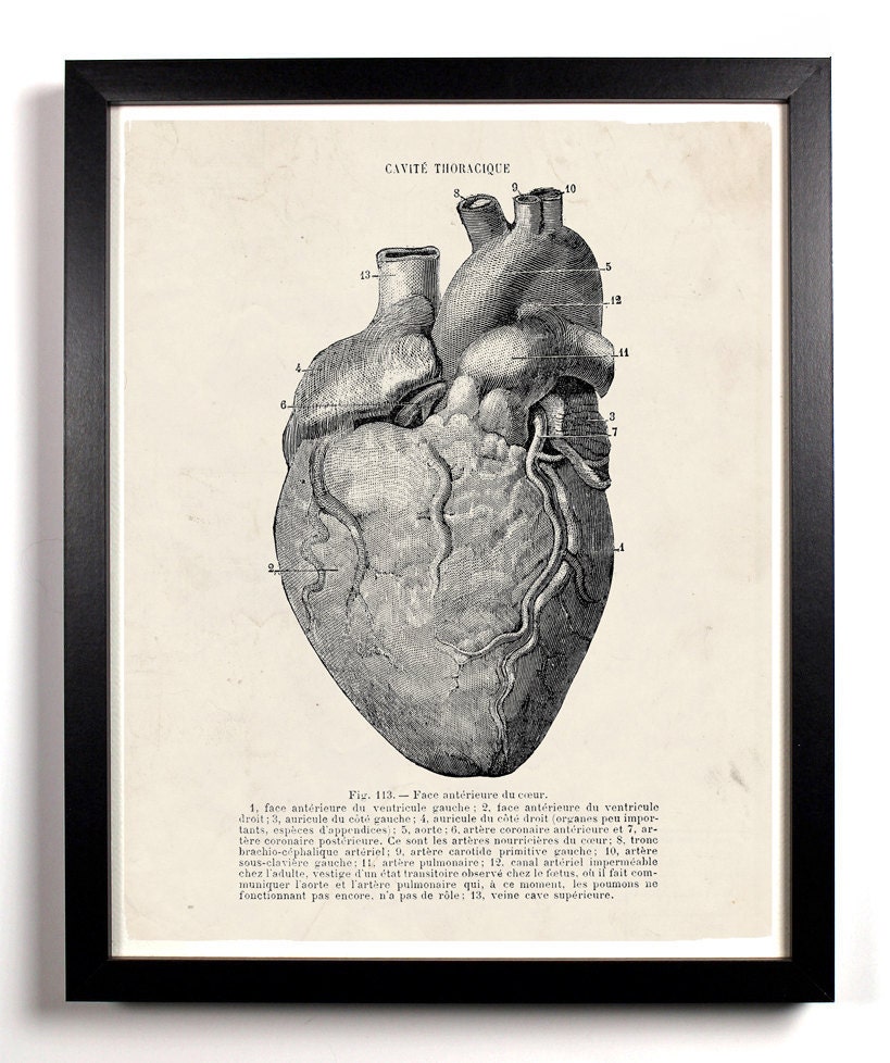 The Human Heart Anatomy Antique Illustration  8 x 10 Giclee Art Print Upcled Collage Recycled Book Art Buy 2 Get 1 FREE