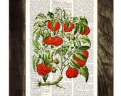 Vintage Book Print Dictionary or Encyclopedia Page Print- Book print Tomato Plant Botanical studio print on Vintage Dictionary Bookart art