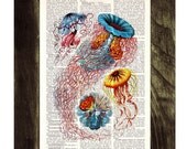 Upcycled Book Print Dictionary or Encyclopedia Page Print- Book print Jellyfish III Original  Vintage Design Print on Old Book art