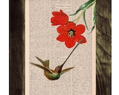 Hummingbird and the red tulip -book page print-upcycled book sheet art - buy 3 get 4