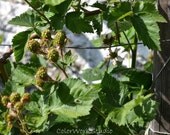 Fine Art Photography Home Decor Kitchen shabby cottage chic garden green vines food fruit white stone