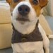 Sale / Ready to ship / Knitted Grey Dog Cowl / Dog clothes / Dog Scarf / Rusteam / em