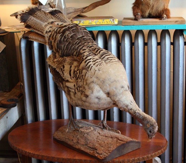 Vintage Taxidermy White Turkey